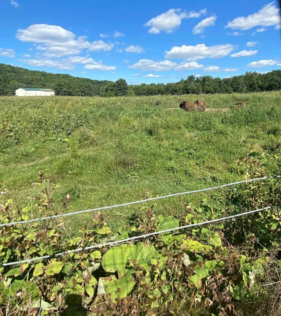 Horns & Antlers- American bison exhibit