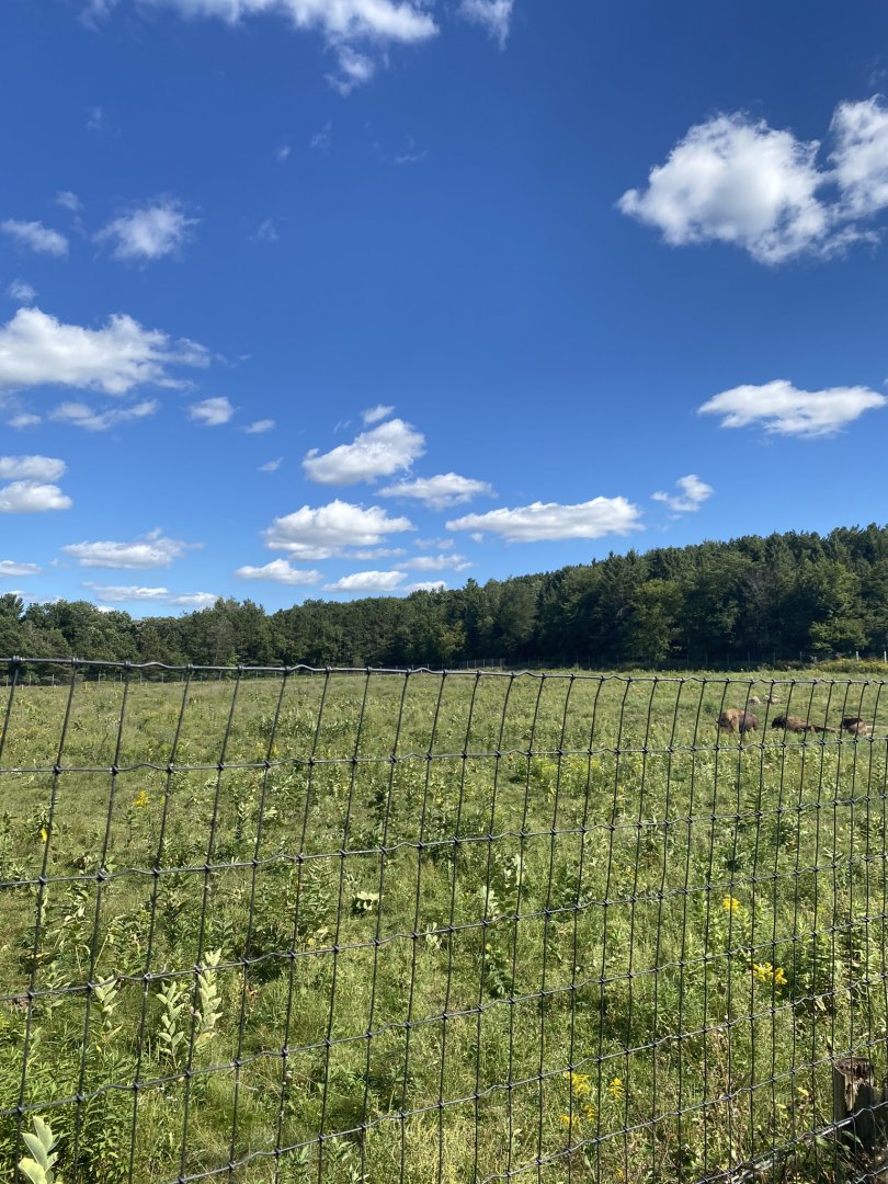 Horns & Antlers- American bison exhibit