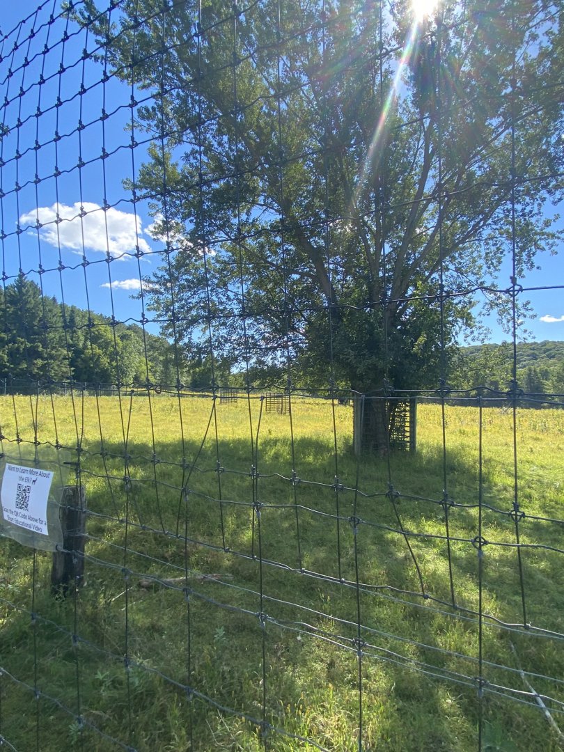 Horns & Antlers- American elk exhibit