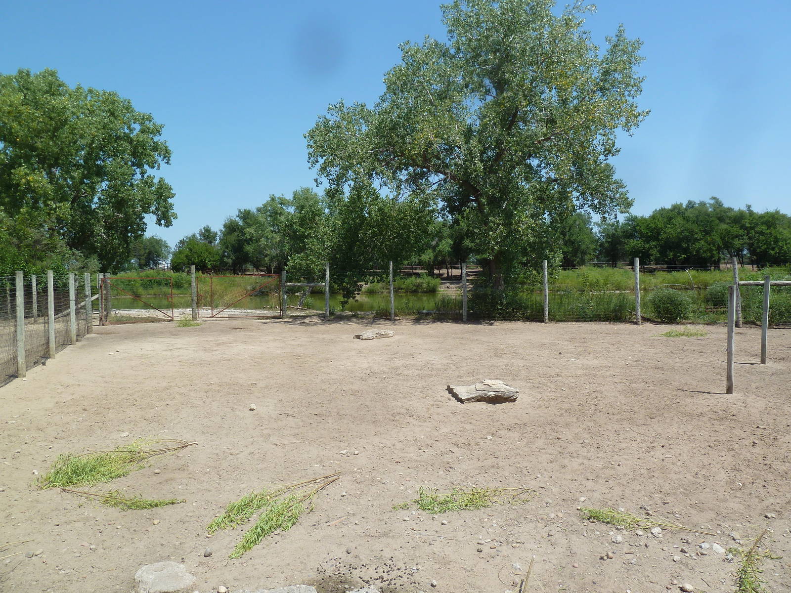 Horns + Antlers: Mule Deer Exhibit