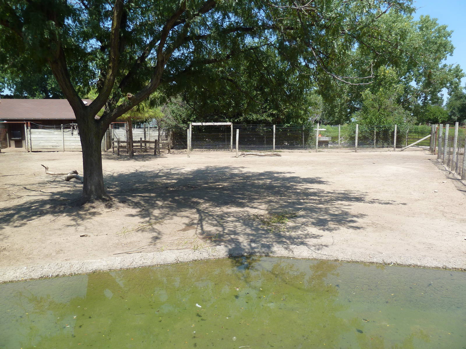 Horns + Antlers: Pronghorn Antelope Exhibit