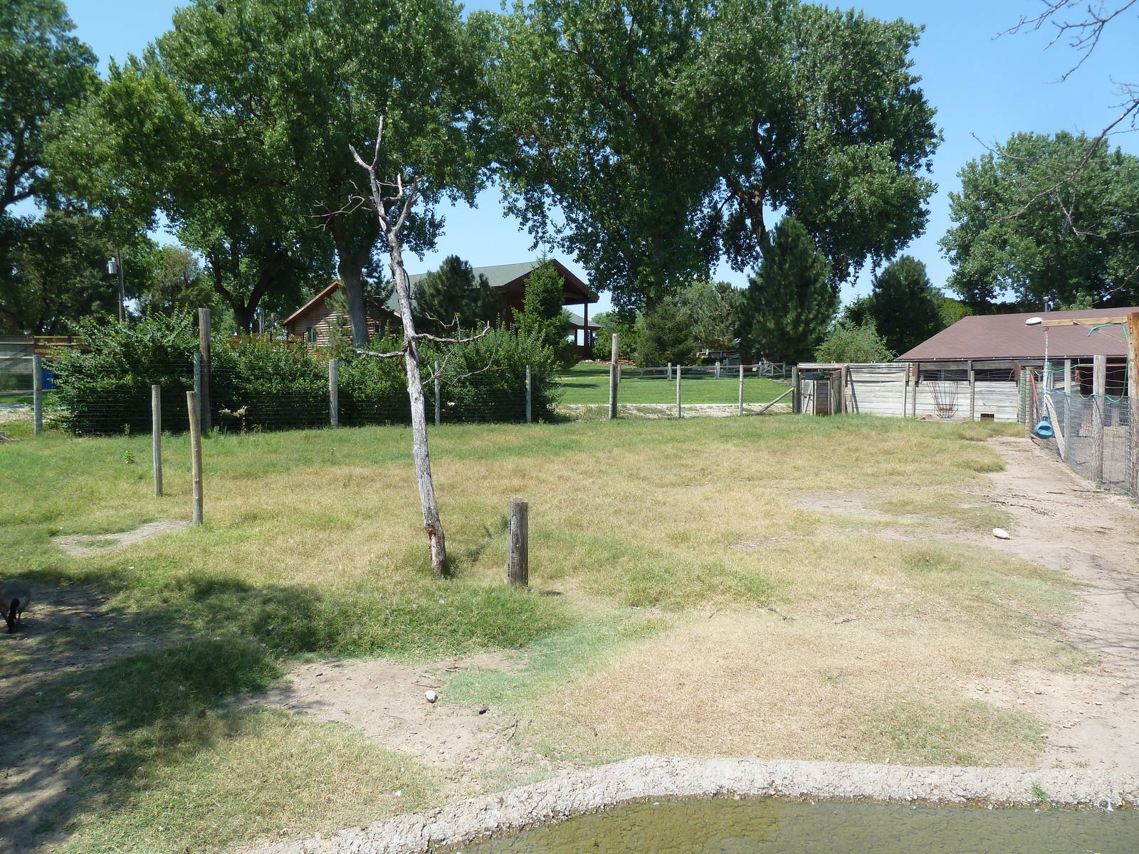 Horns + Antlers: White-Tailed Deer Exhibit