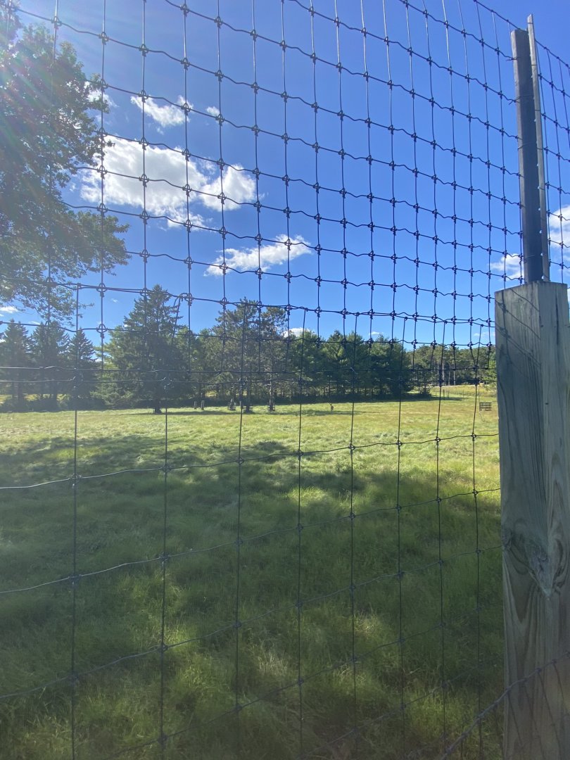 Horns & Antlers- White-tailed deer exhibit