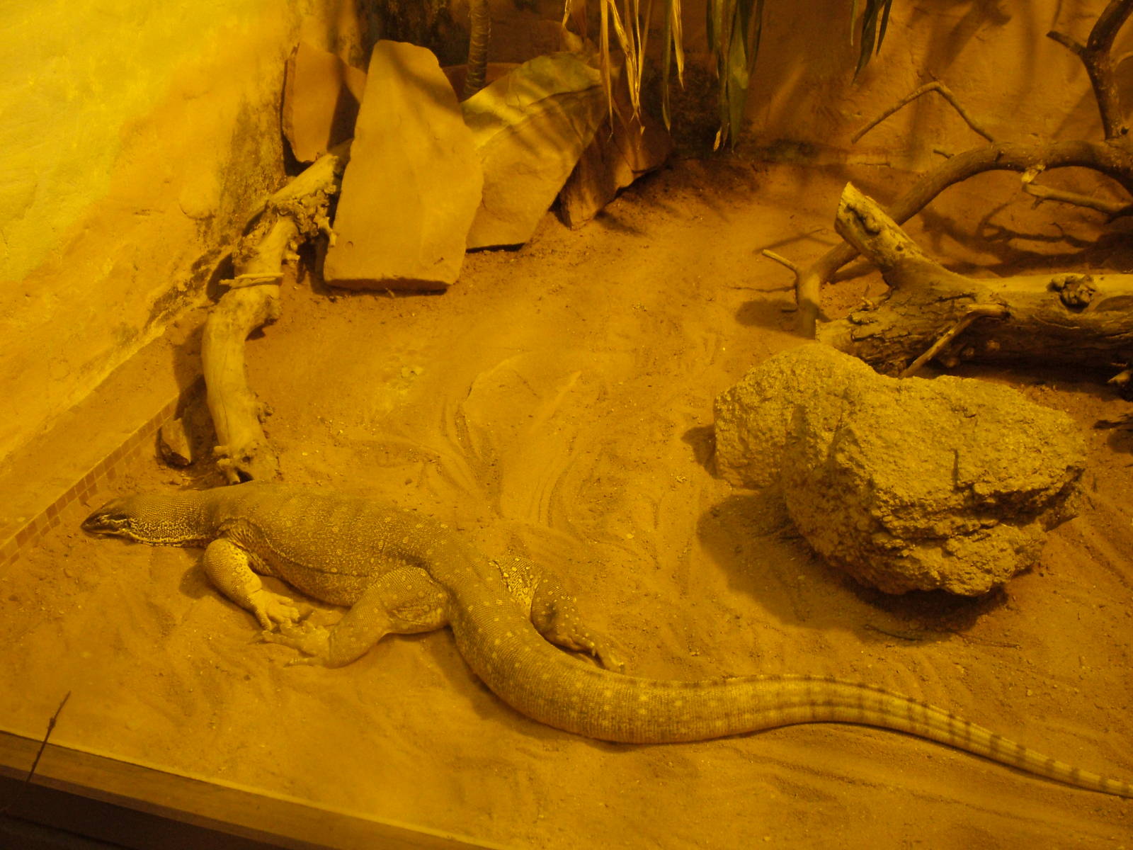 Horn's Monitor at Darmstadt, 30/08/10