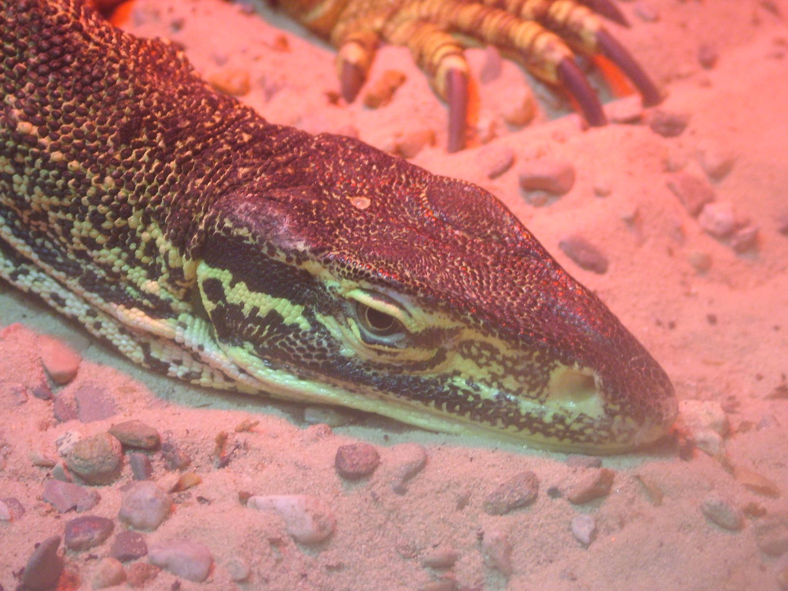 Horn's Monitor at Olomouc 30/05/09