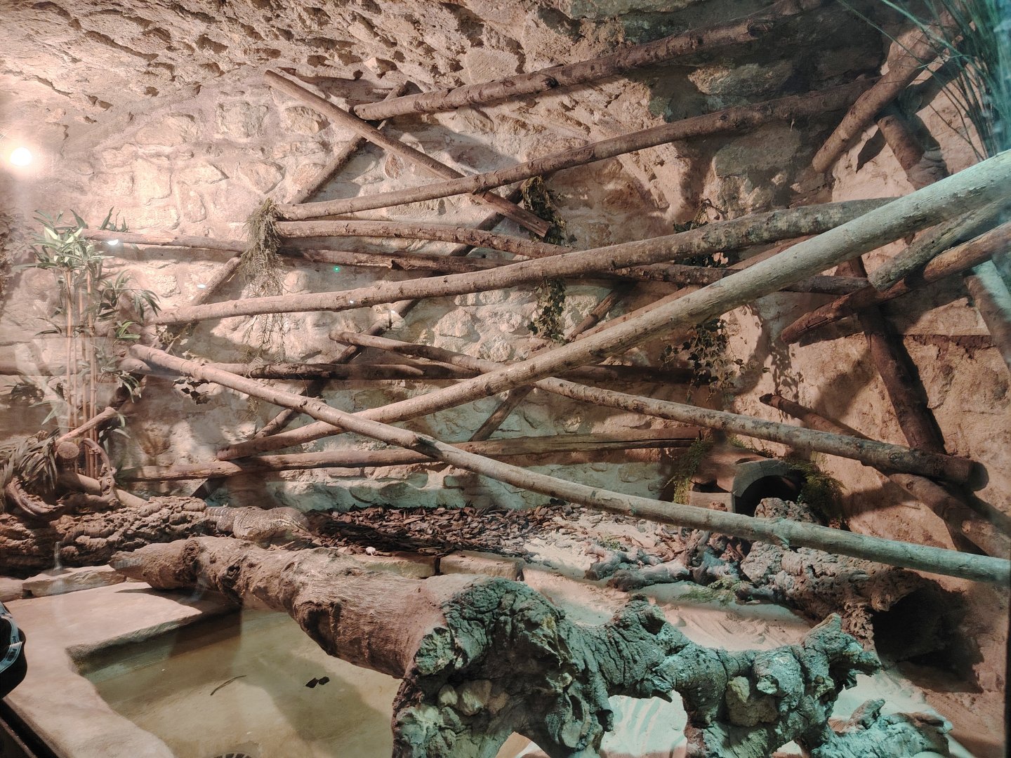 Horn's monitor Terrarium