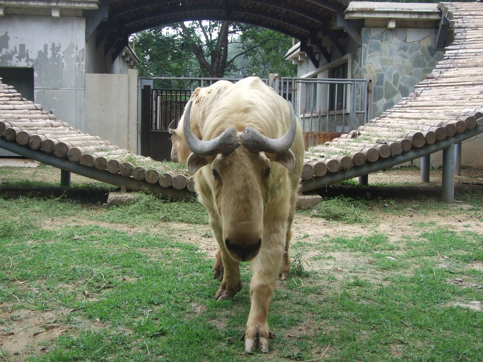 Horny takin bull, hitted the guardrail the next second