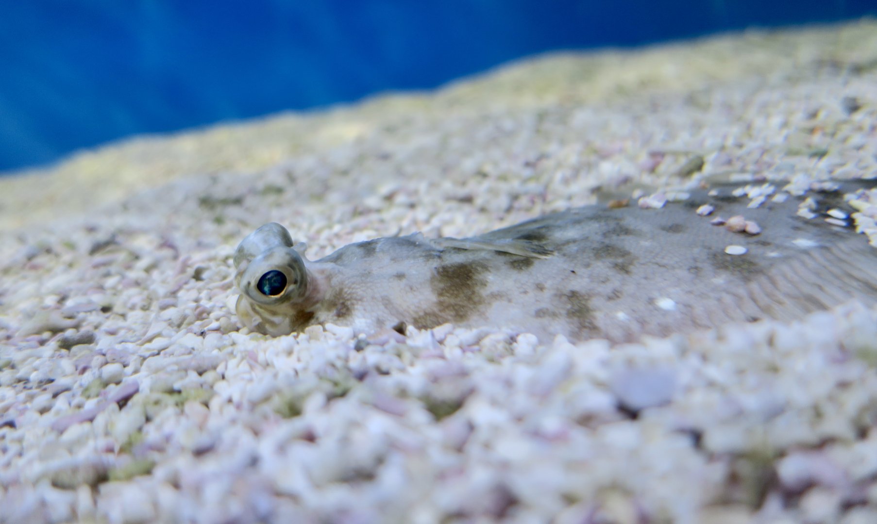 Hornyhead Turbot (Pleuronichthys verticalis)