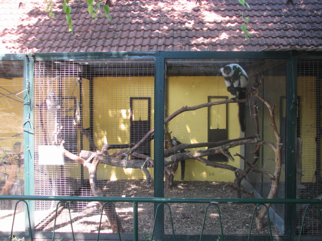 Horrible B+W ruffed lemur enclosure