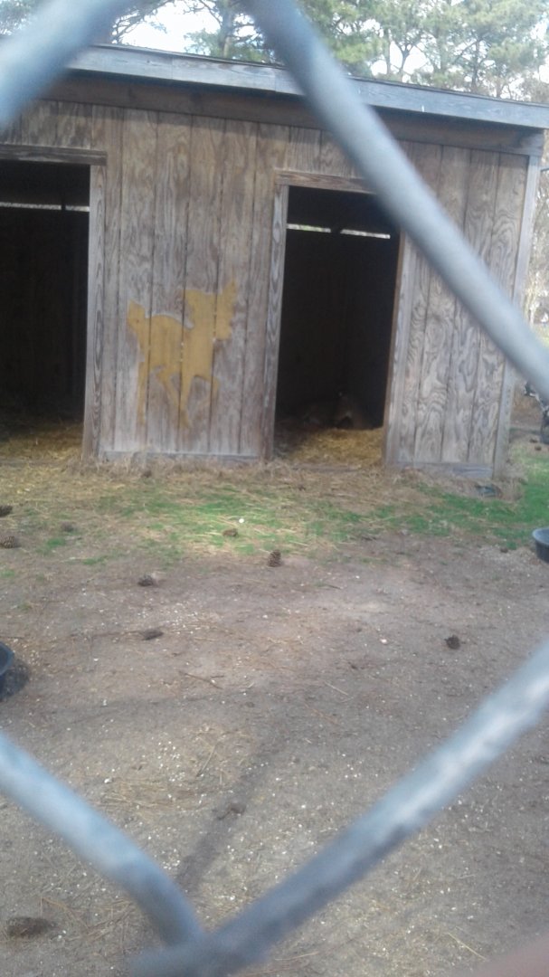 Horrible white tailed deer with wild turkey exhibits