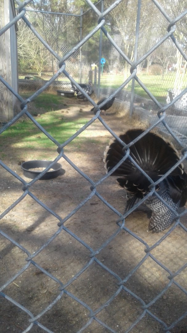Horrible wild turkey with white tailed deer exhibit