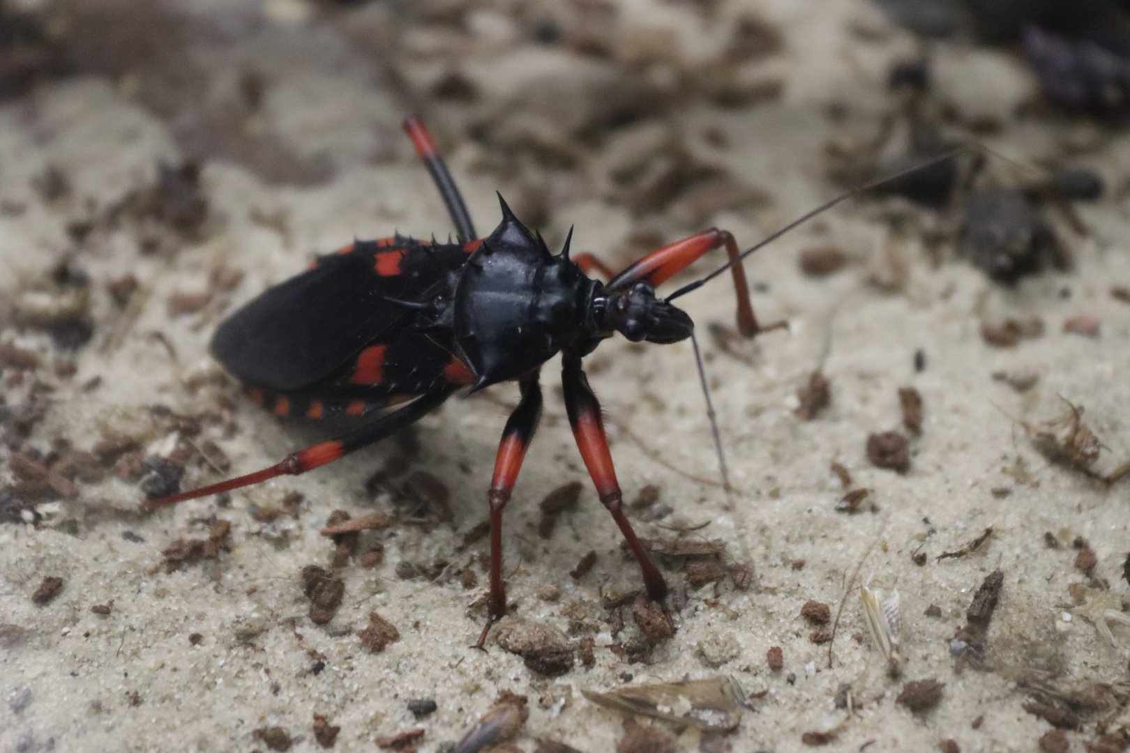Horrid king assassin bug (Psyttala horrida) BugParc 08/2024