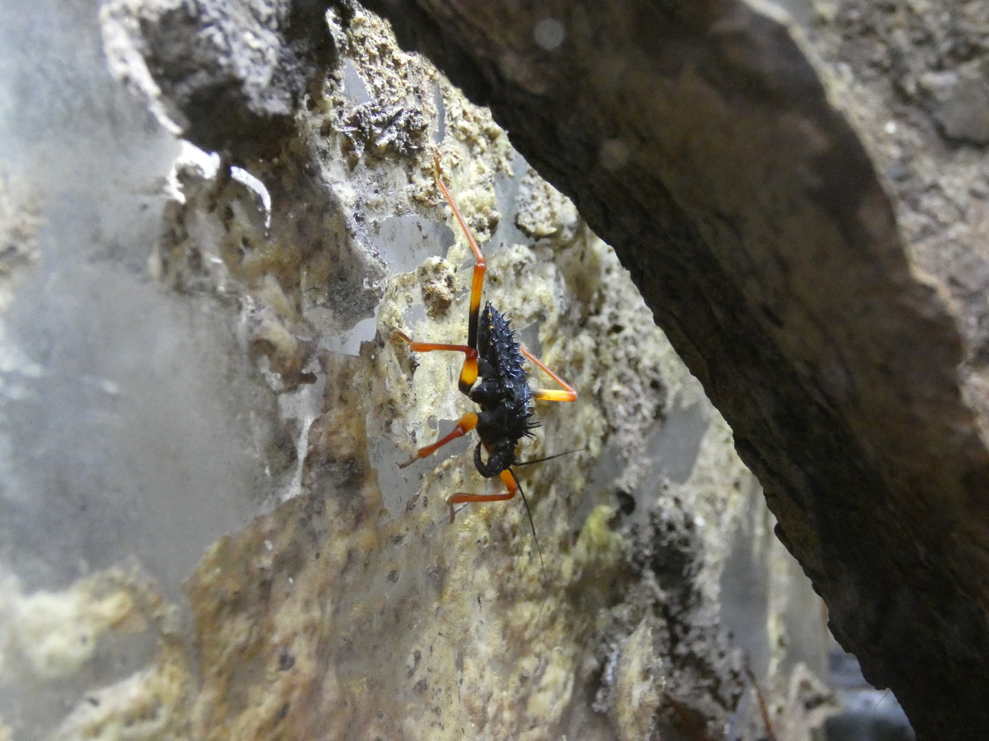 Horrid king assassin bug