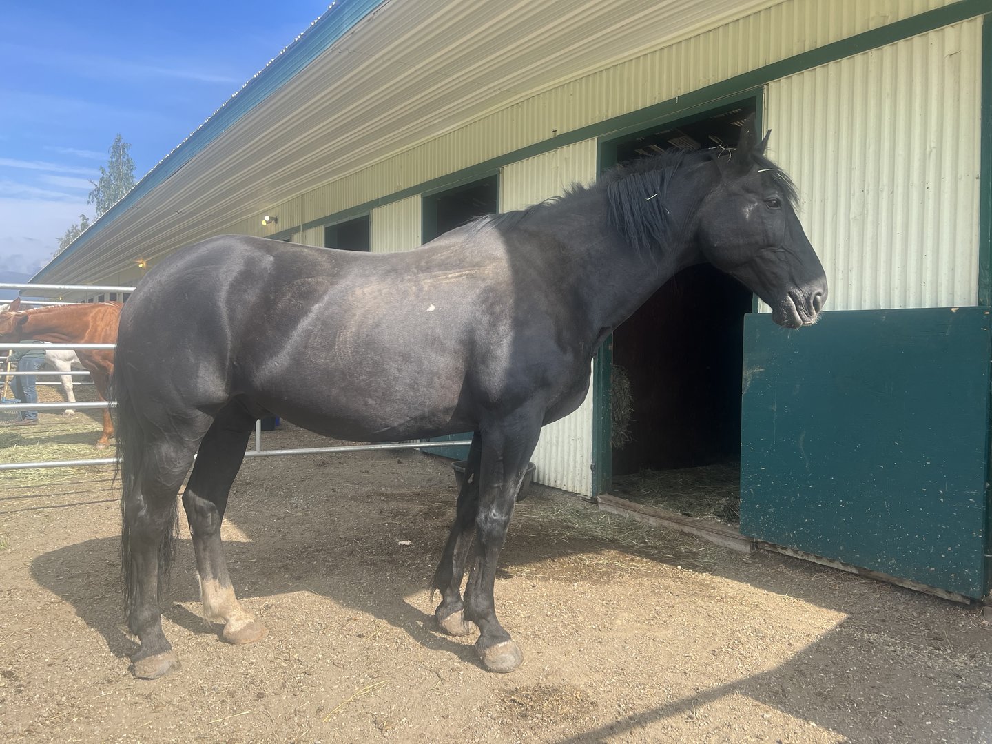 Horse - Alaska State Fair