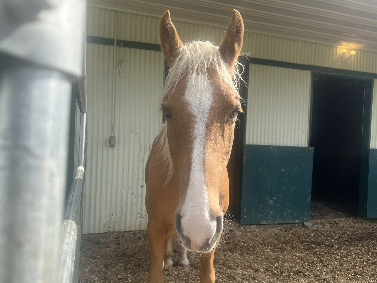 Horse - Alaska State Fair