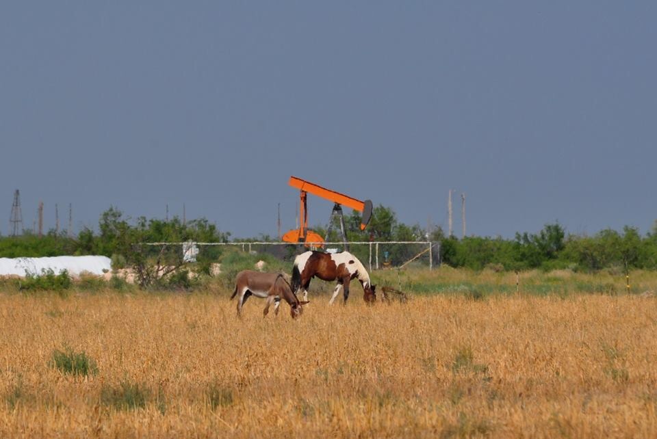 Horse and Ass - Texas