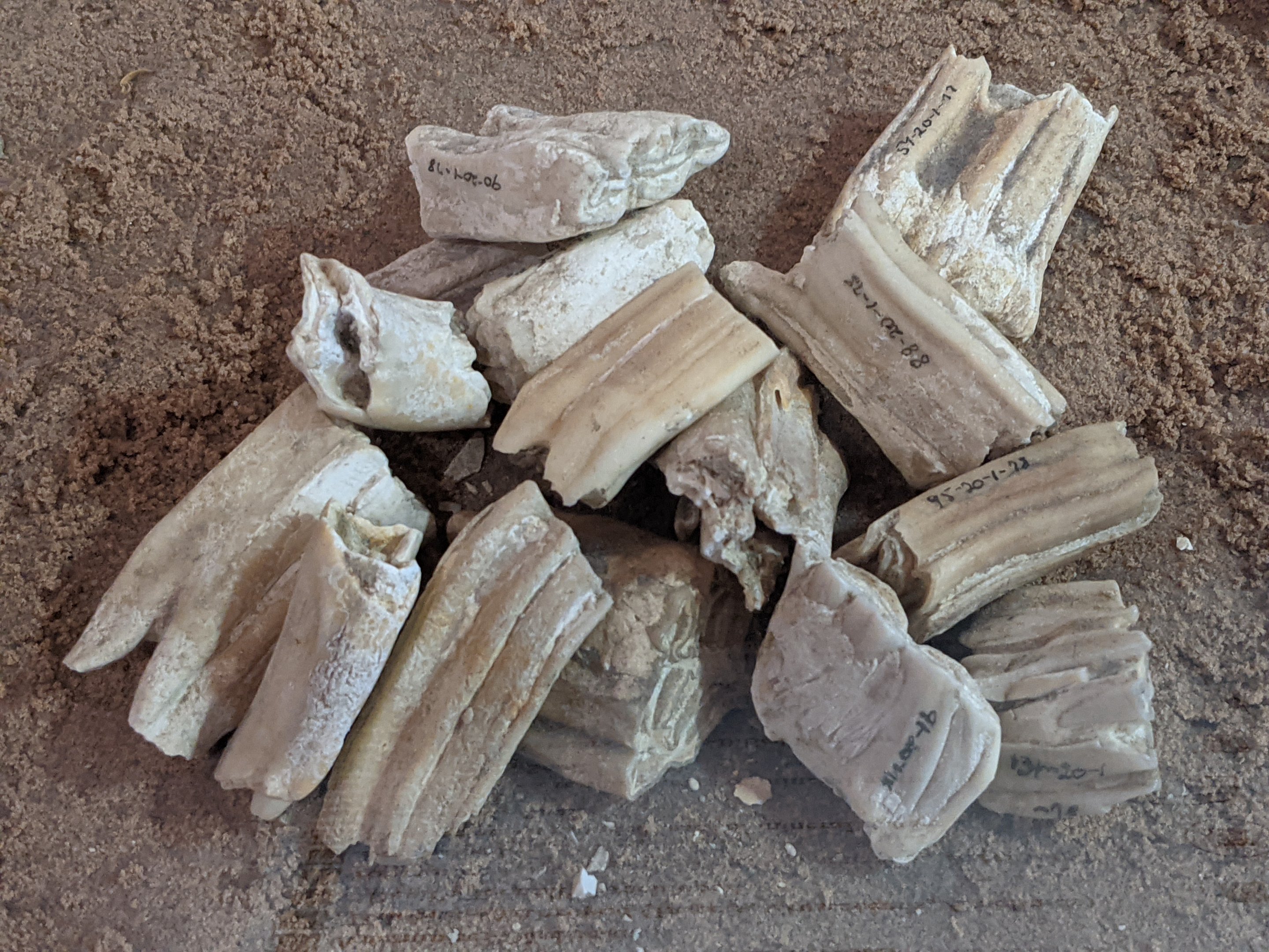 Horse and Bison molars