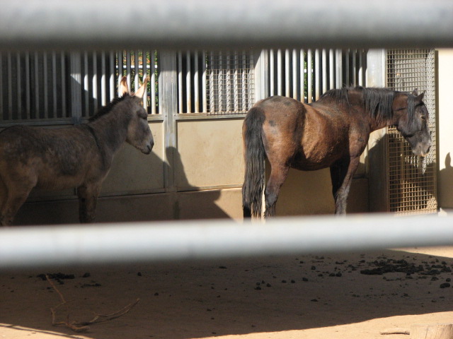 Horse and Donkey