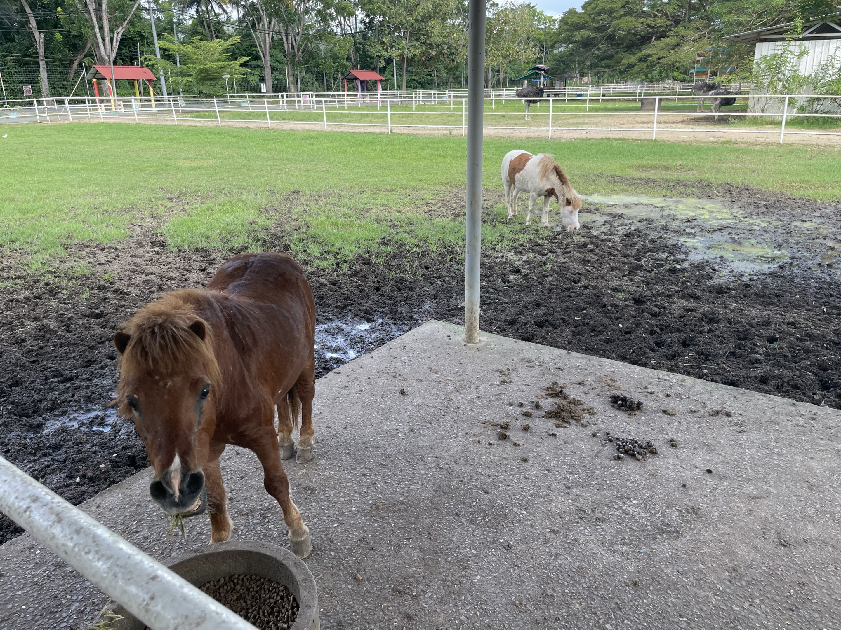 Horse and Pony Exhibit