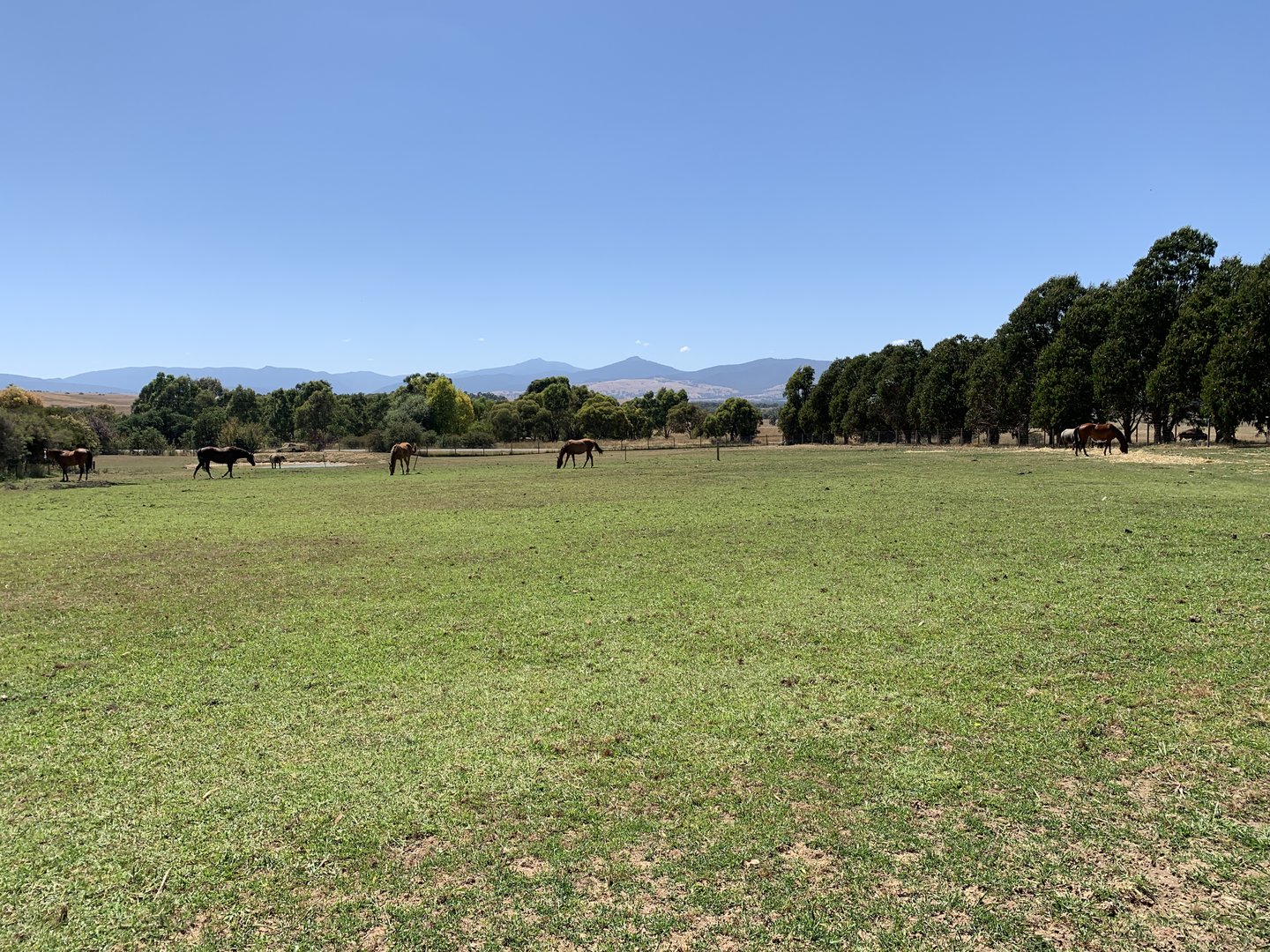 Horse and Water Buffalo Paddock
