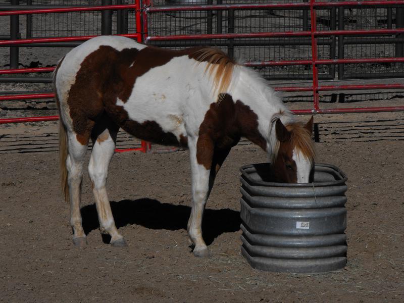 Horse (Equus ferus caballus)