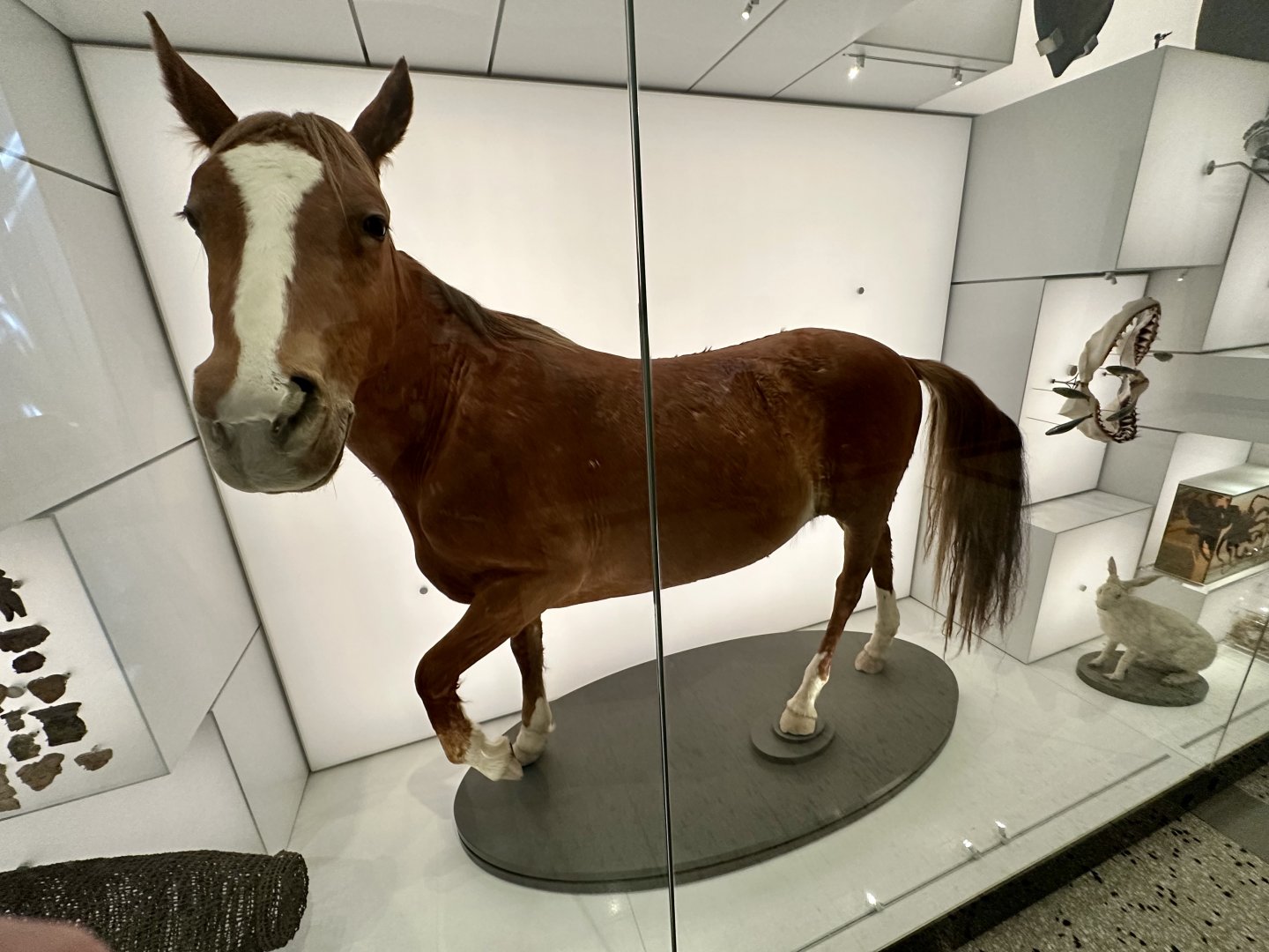 Horse (Equus ferus caballus)