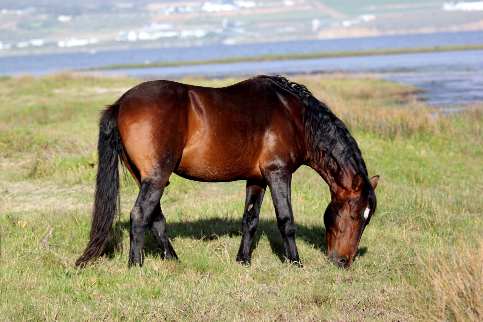Horse (Equus ferus)