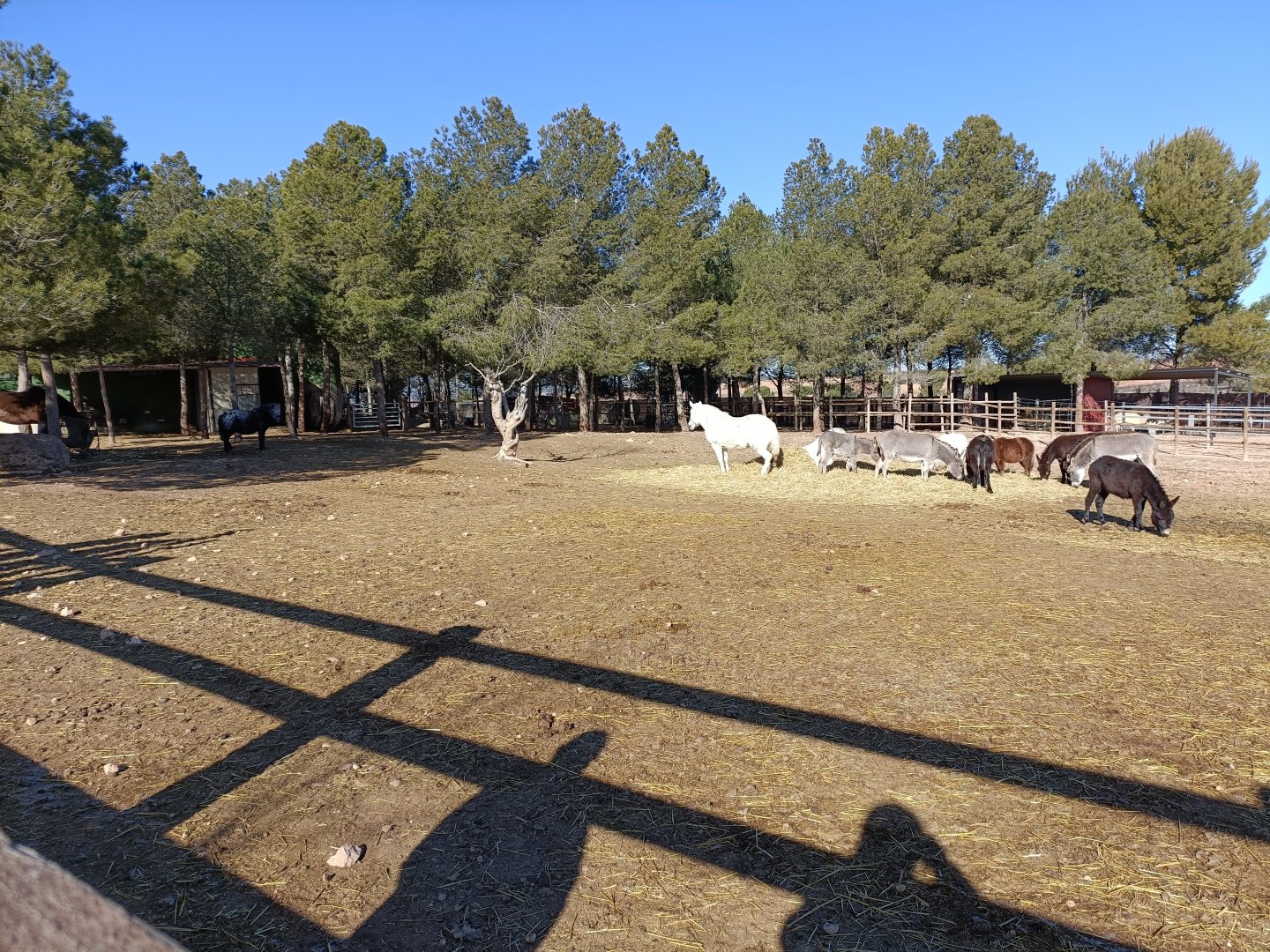 Horse exhibit - Bioparque La Rocha
