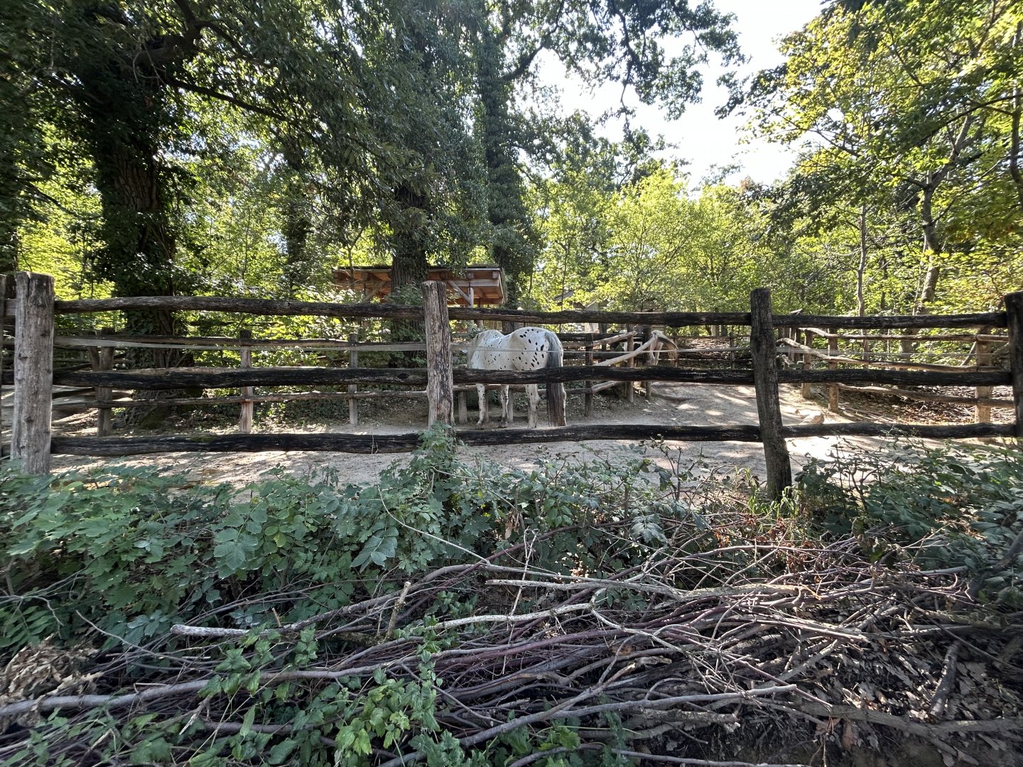 Horse Exhibit - Tirolerhof