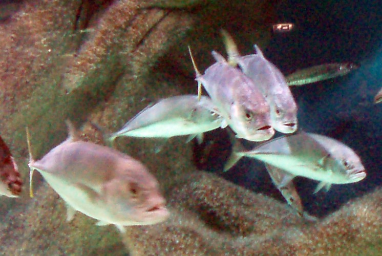 Horse-eye Jack (Caranx latus)