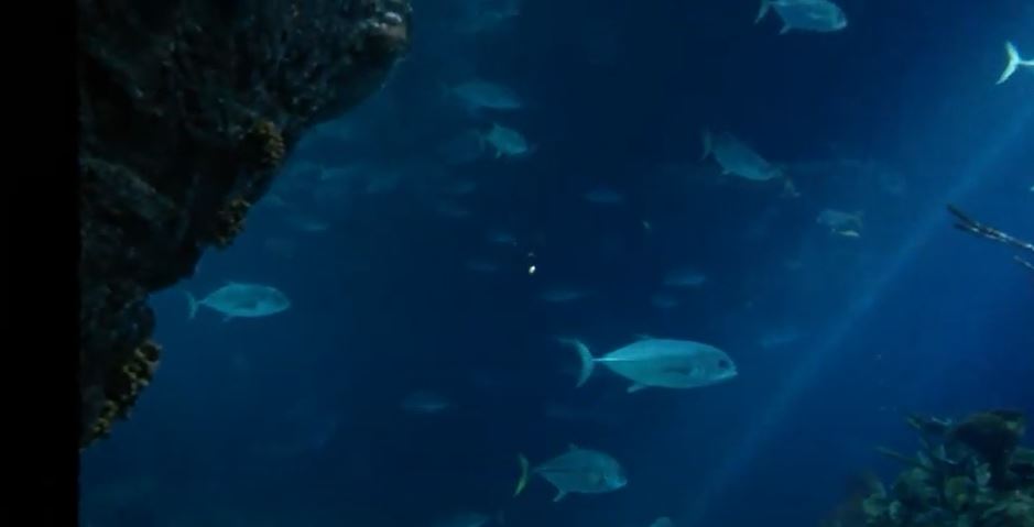 Horse-Eye Jack (Caranx latus)