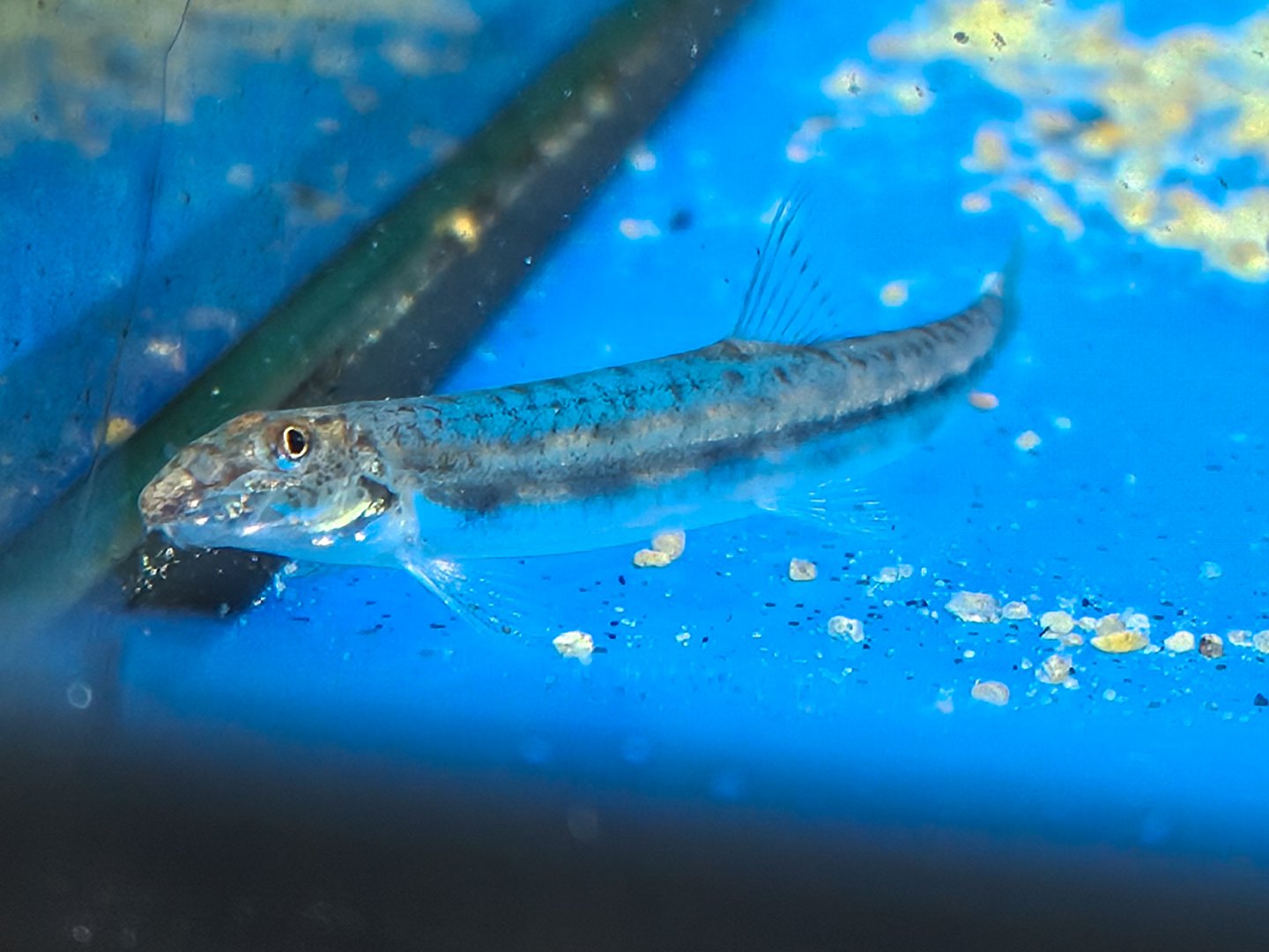 Horse-faced Loach (Acantopsis choirorhynchos)