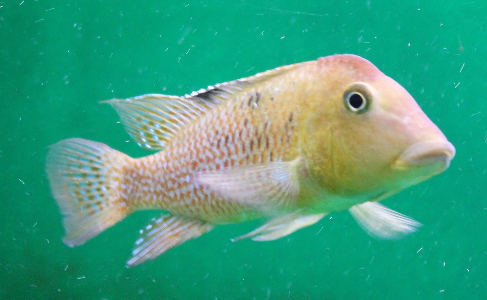 Horse-headed chiclid