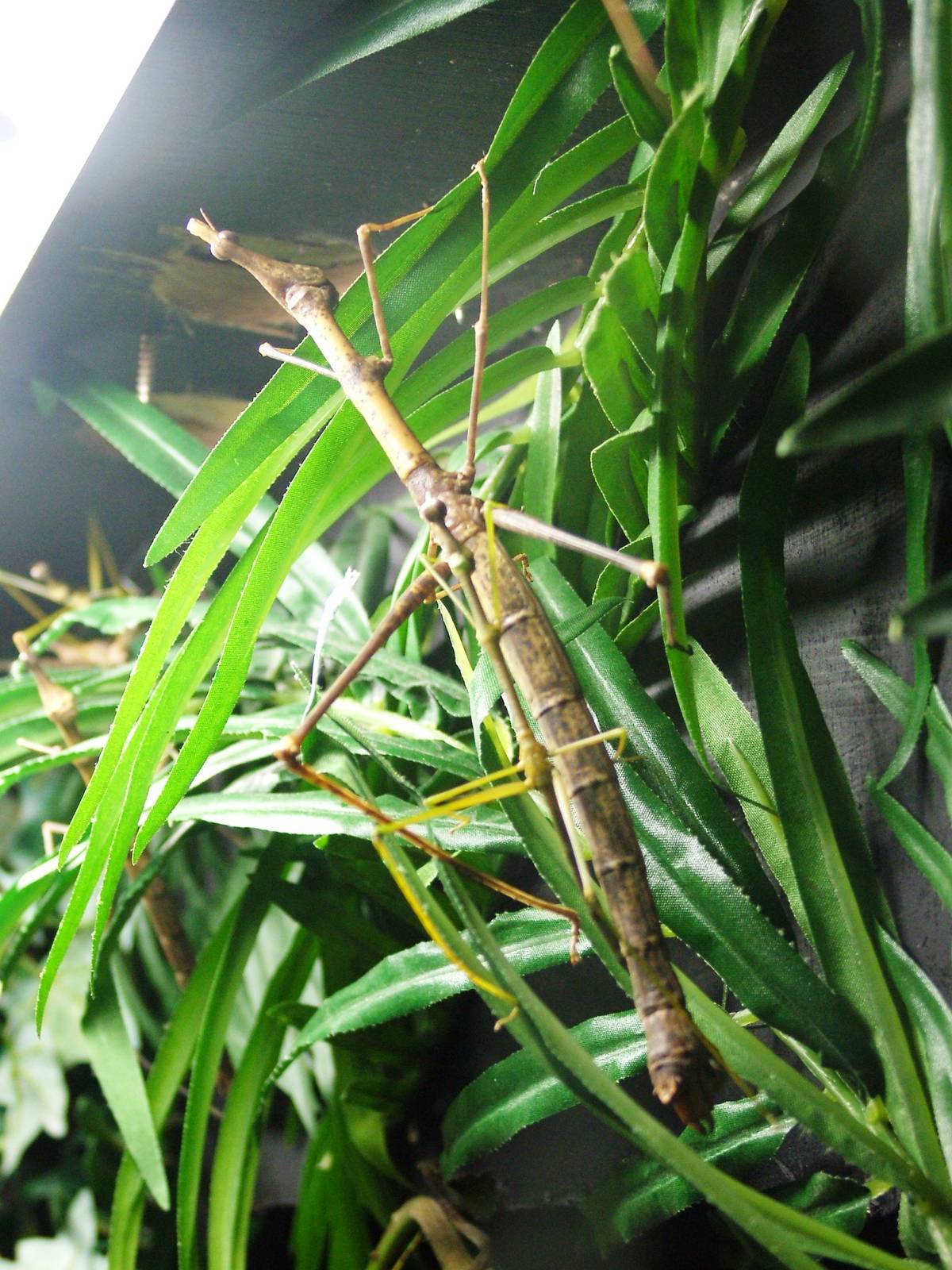 Horse-headed Grasshopper at West Mids, 05/05/12
