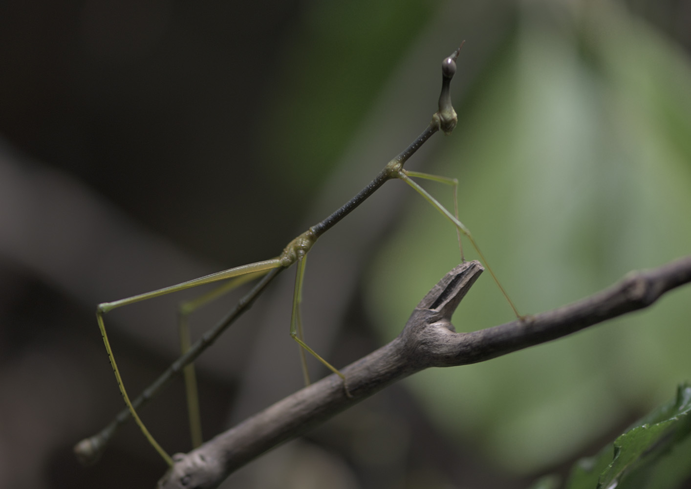 Horse-headed grasshopper