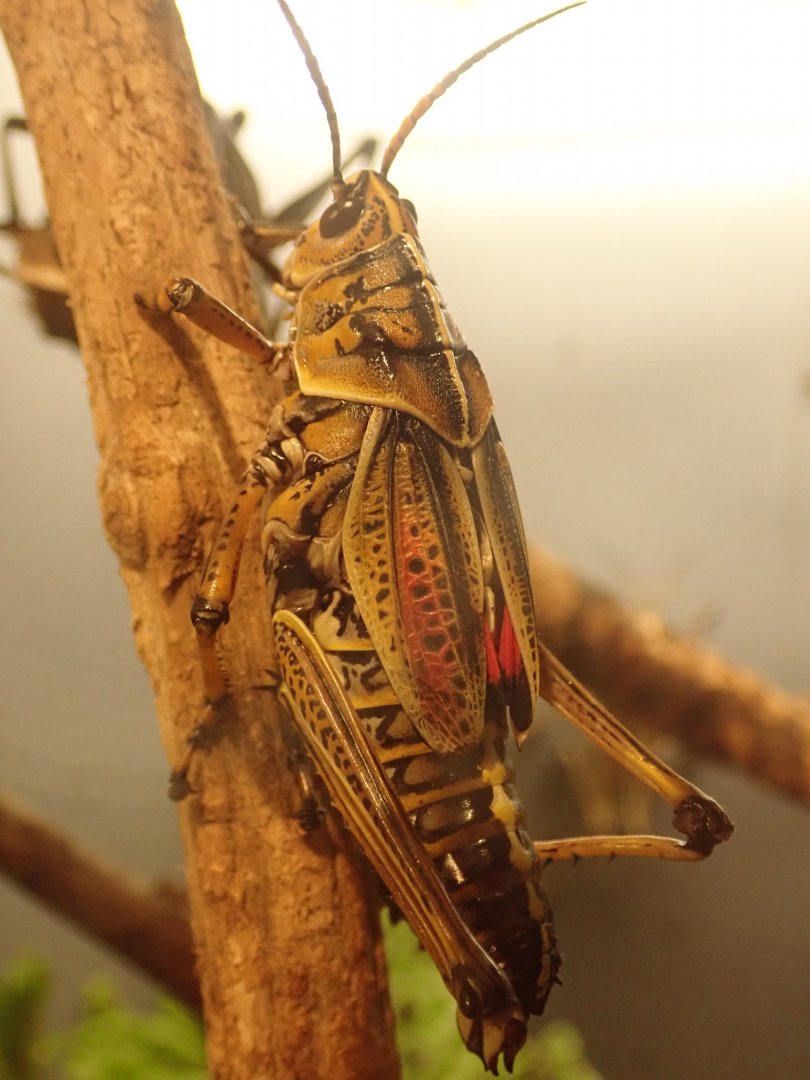 Horse lubber grasshopper