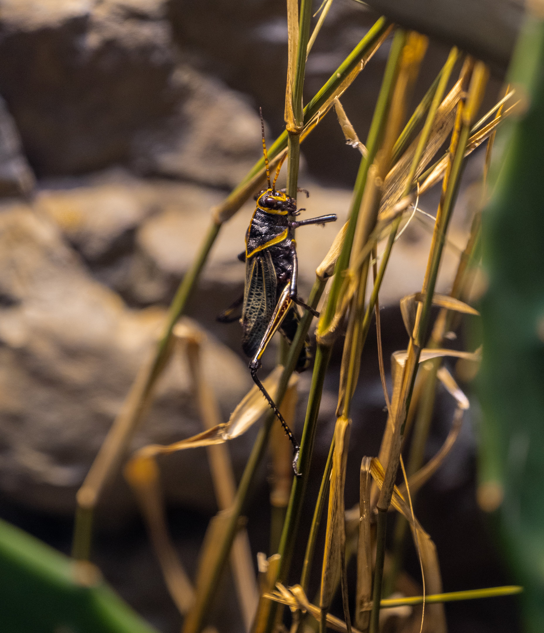 Horse Lubber Grasshopper
