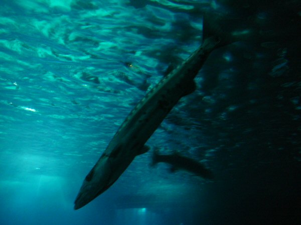 horse mackerel at Lisbon Oceanario (aquarium)