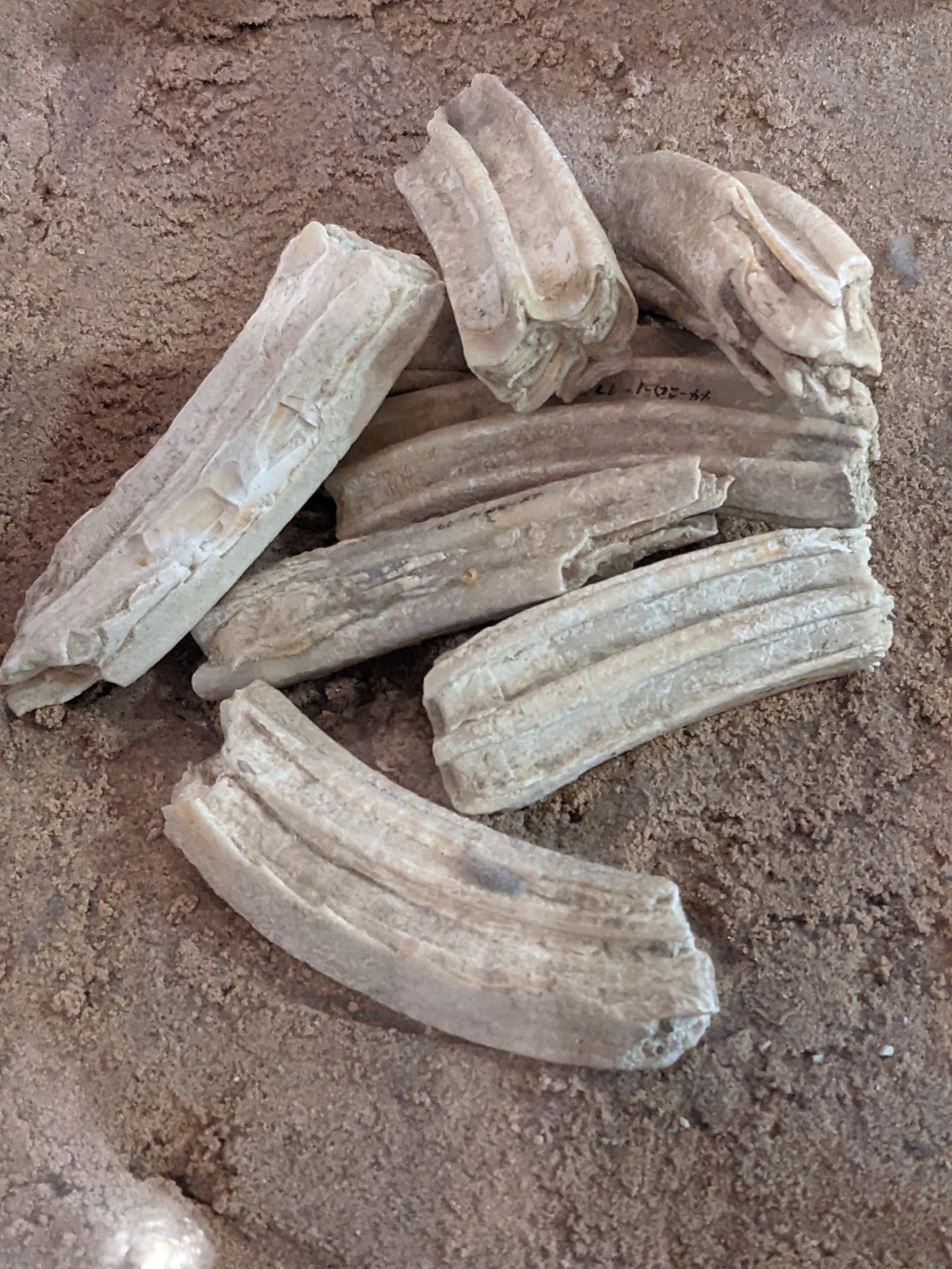 Horse molars