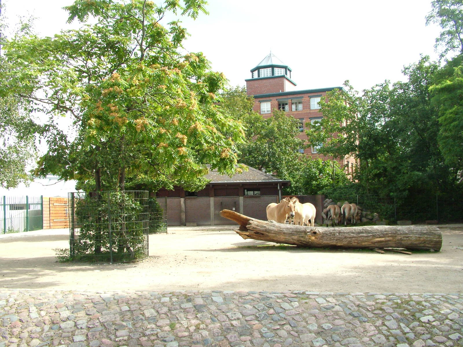 Horse Paddock at Berlin Zoo, 31/08/11