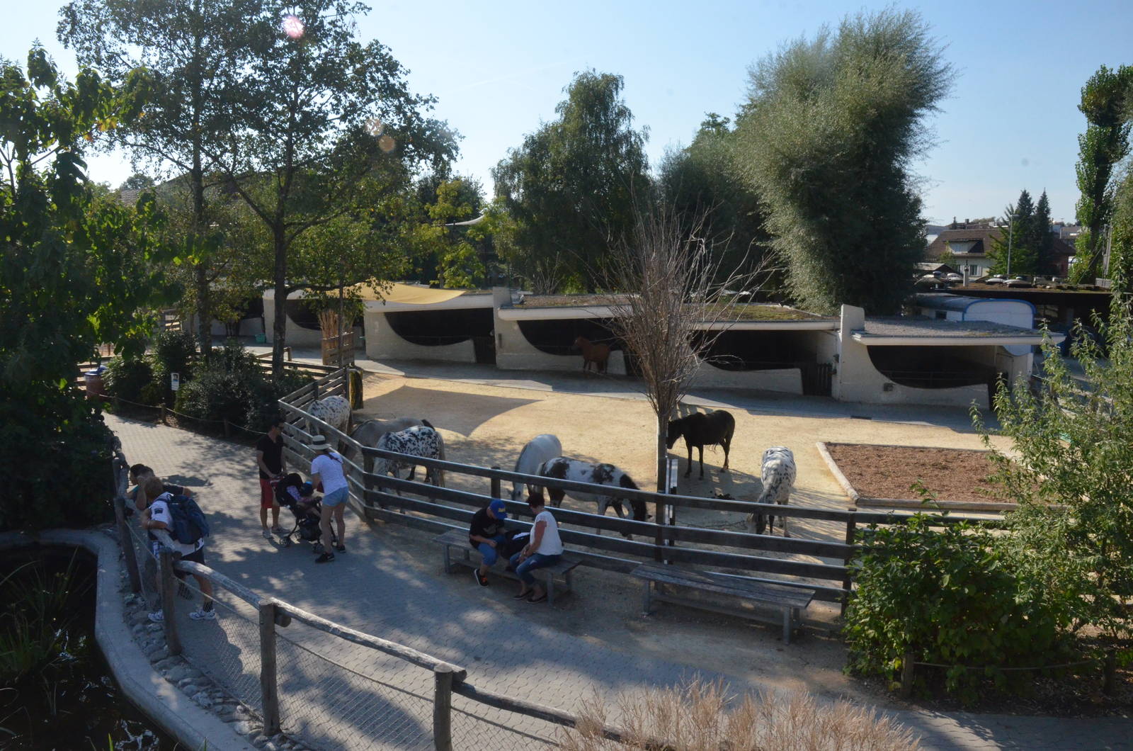 Horse Paddocks at Knie Kinderzoo, 11/09/16