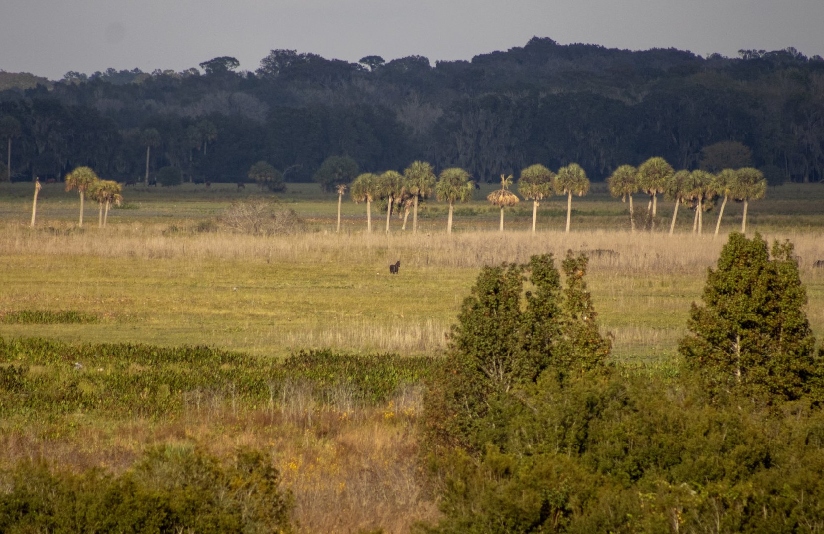 Horse - Paynes Prairie Preserve - Florida