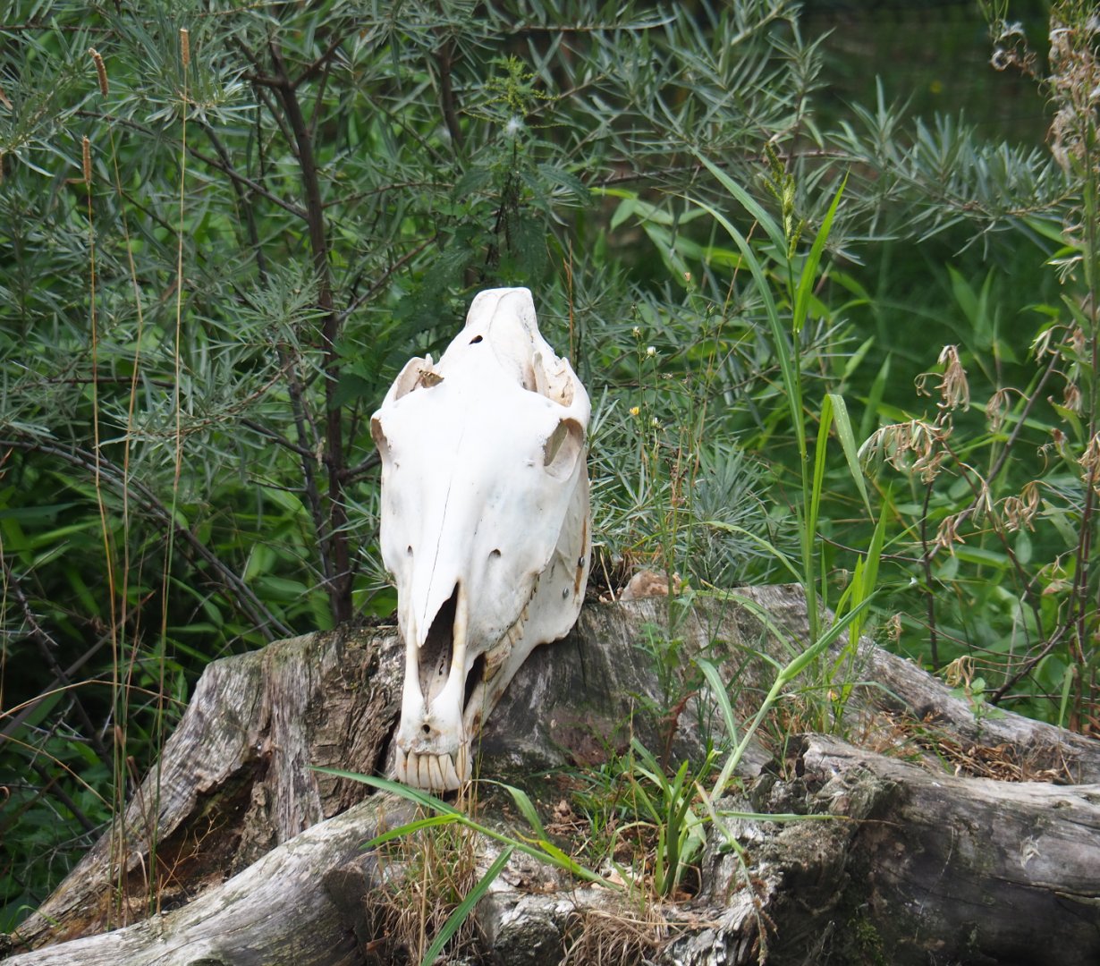 Horse skull as a prop in Kirk's dik-dik - Palm-nut vulture - East African grey crowned crane - Hooded vulture aviary, 2019-08-11