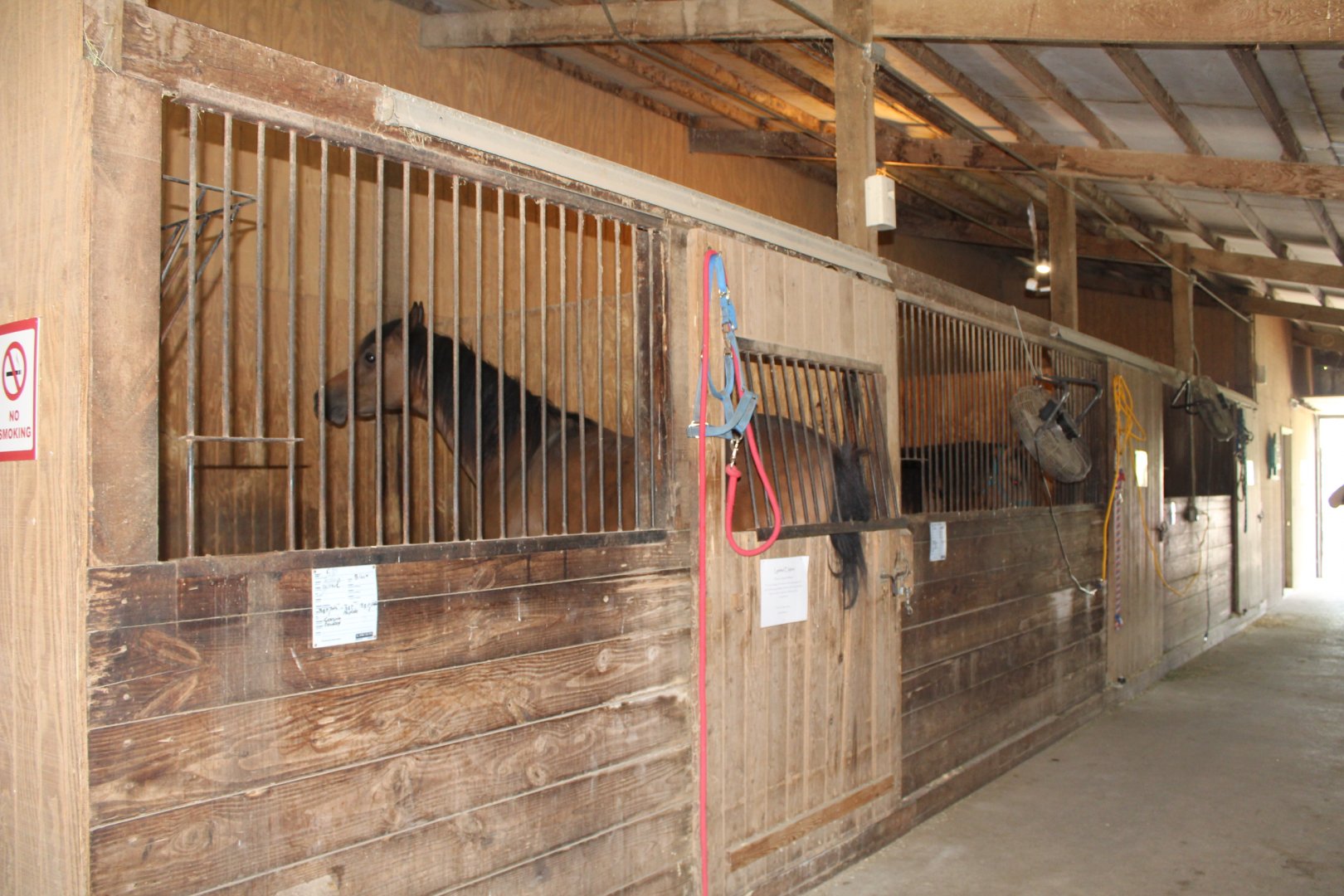 Horse Stables