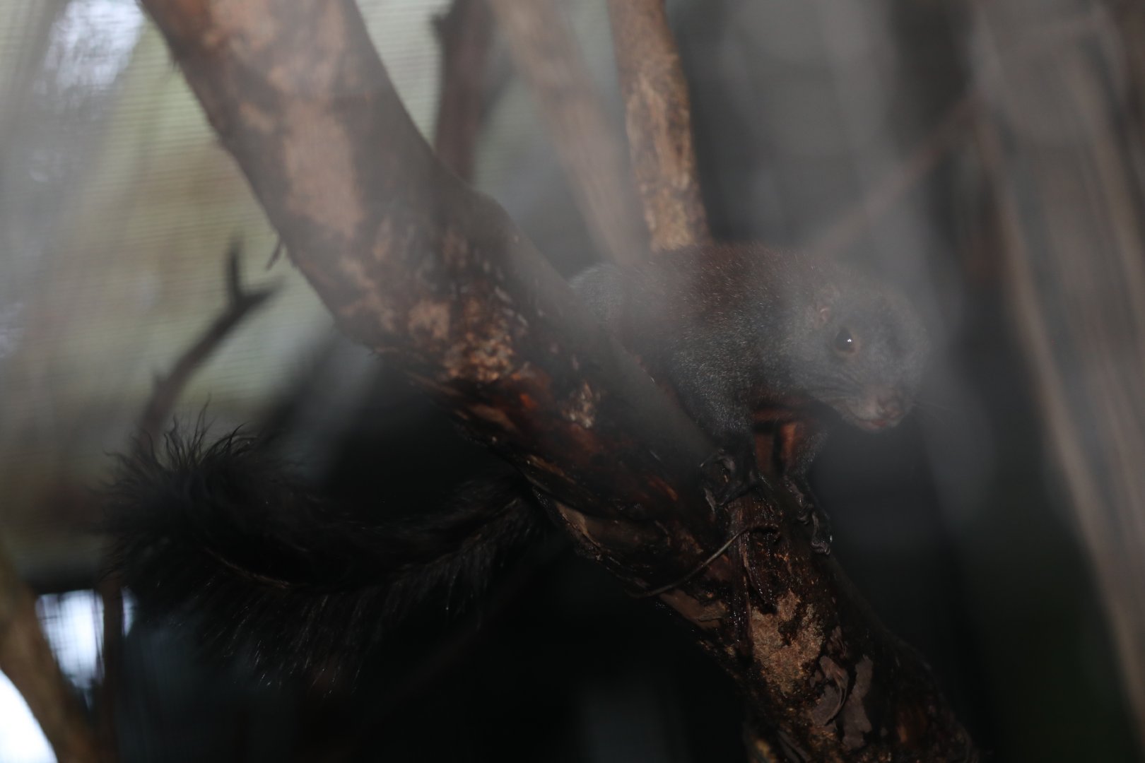 horse-tailed squirrel (Sundasciurus hippurus)