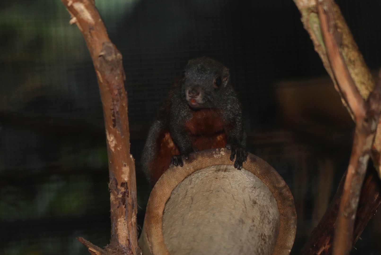 horse-tailed squirrel (Sundasciurus hippurus)