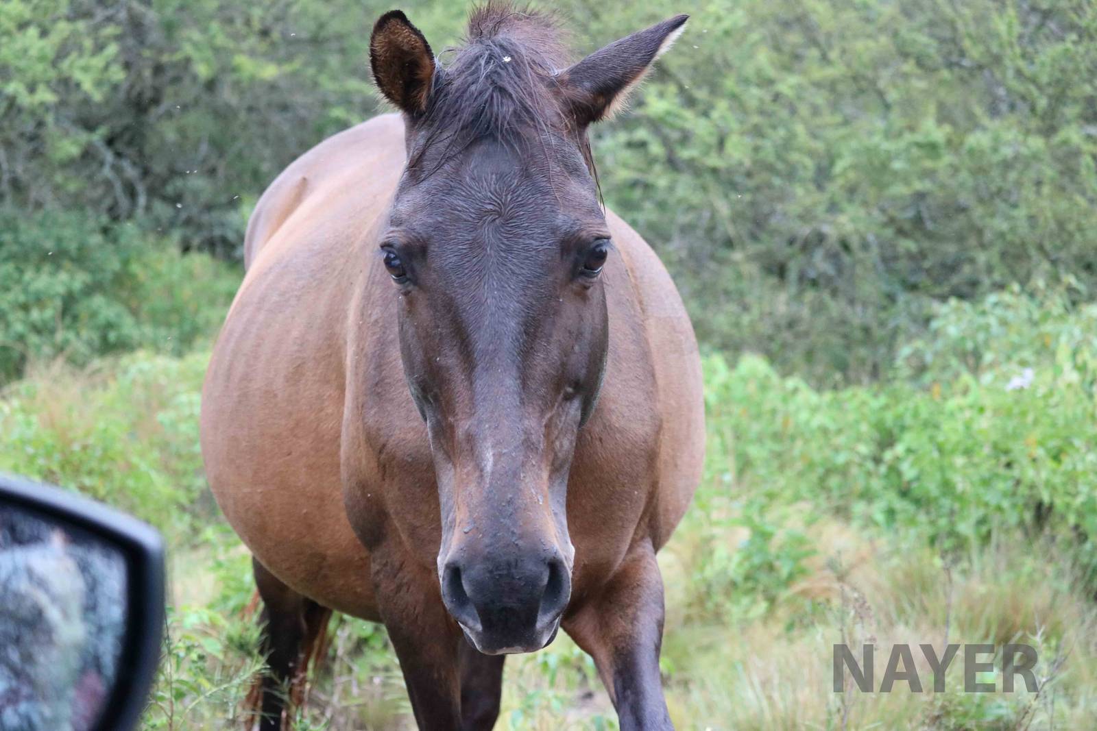 Horse - Tatu Carreta, April 2016.