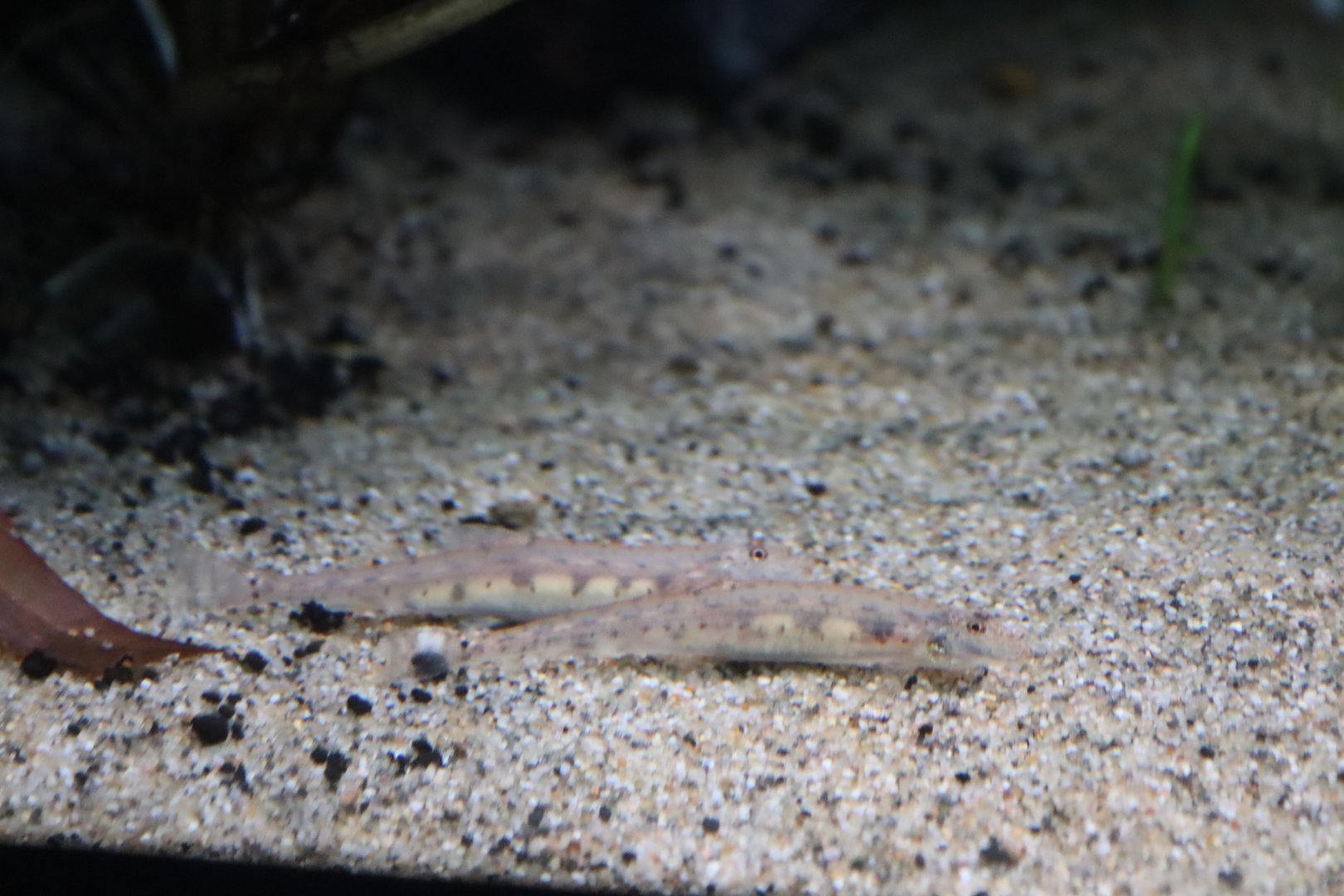 Horseface Loach