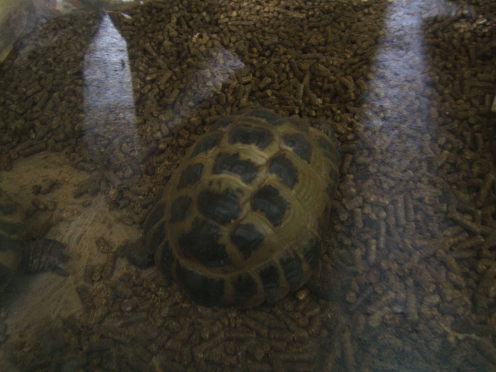 Horsefeld`s Tortoise