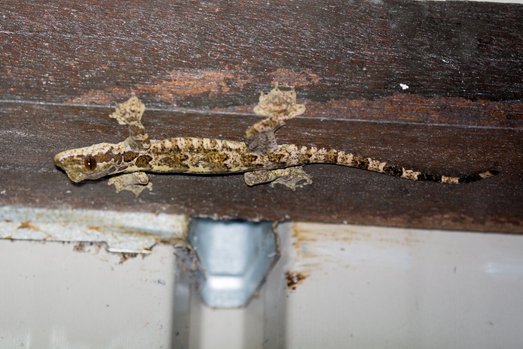 Horsefield's Flying Gecko